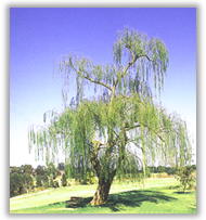 Image - Willow tree origin of asprin