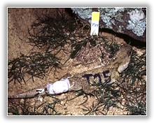 Image - marked reptile