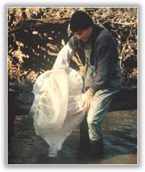Image - Man netting in a stream