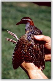 Image - Animal being handled