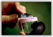 Image - Milking a Snake