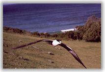 Image - Bird in flight